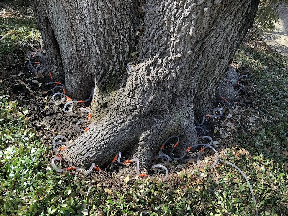 Detailed Tree Cabling and Bracing job site in New Franklin