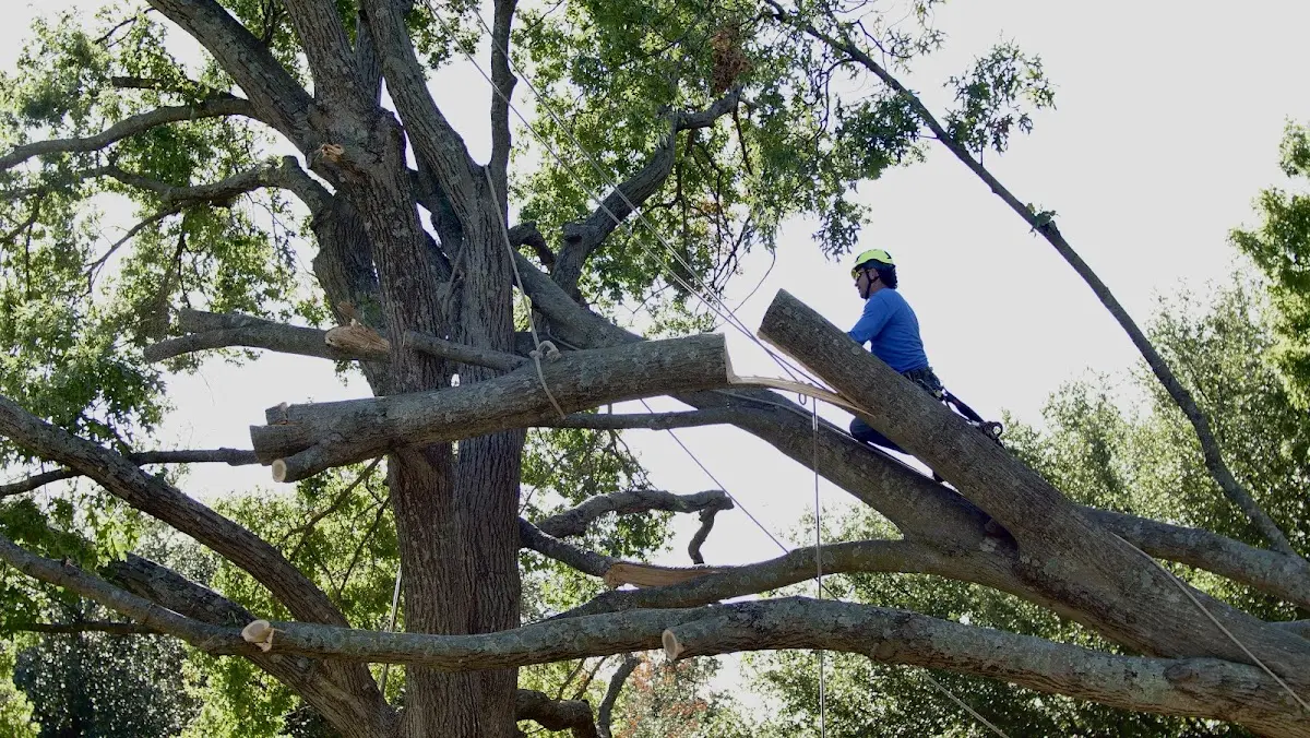 Professional Hazardous Tree Removal performed by certified arborists in New Franklin