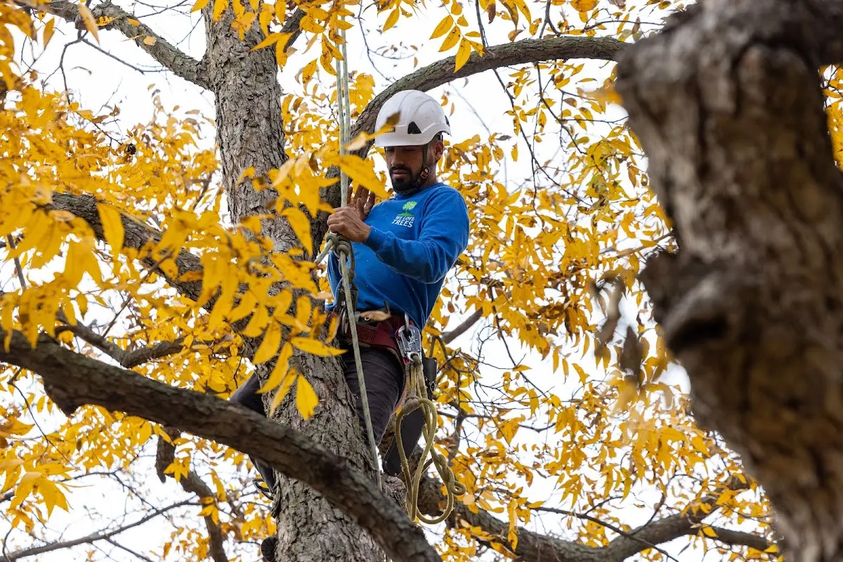 Skilled Dead Tree Removal crew working in New Franklin